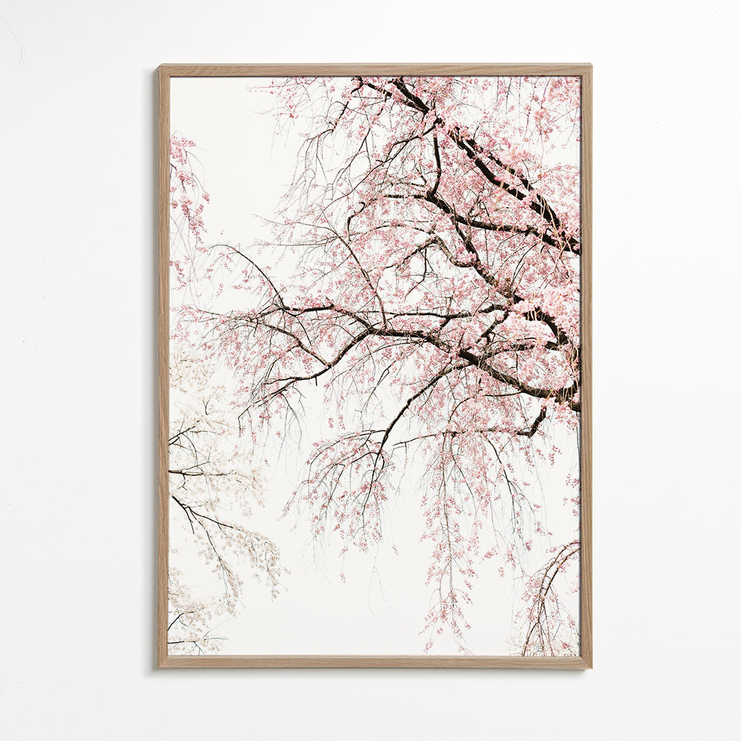 Botanisk plakat · kirsebærblomster i kaskade