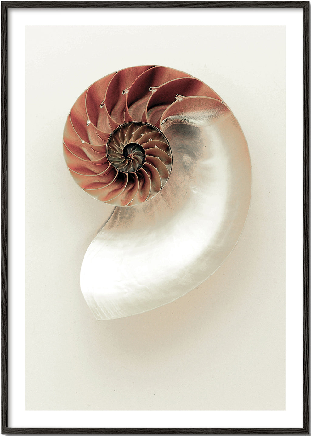 Fotografi af nautilus-spiral