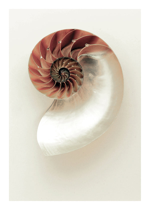 Fotografi af nautilus-spiral
