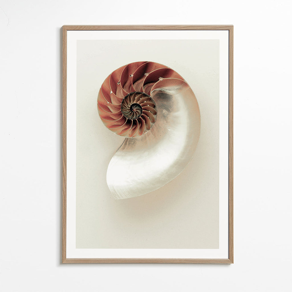 Fotografi af nautilus-spiral