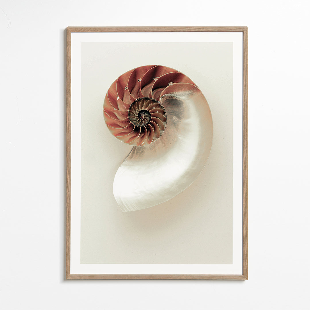 Fotografi af nautilus-spiral