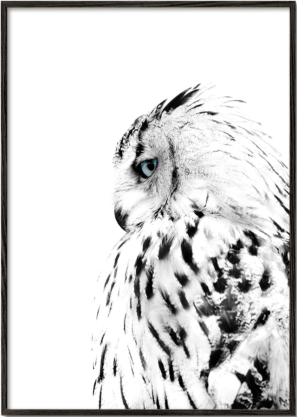 Plakat hvid ugle i profil