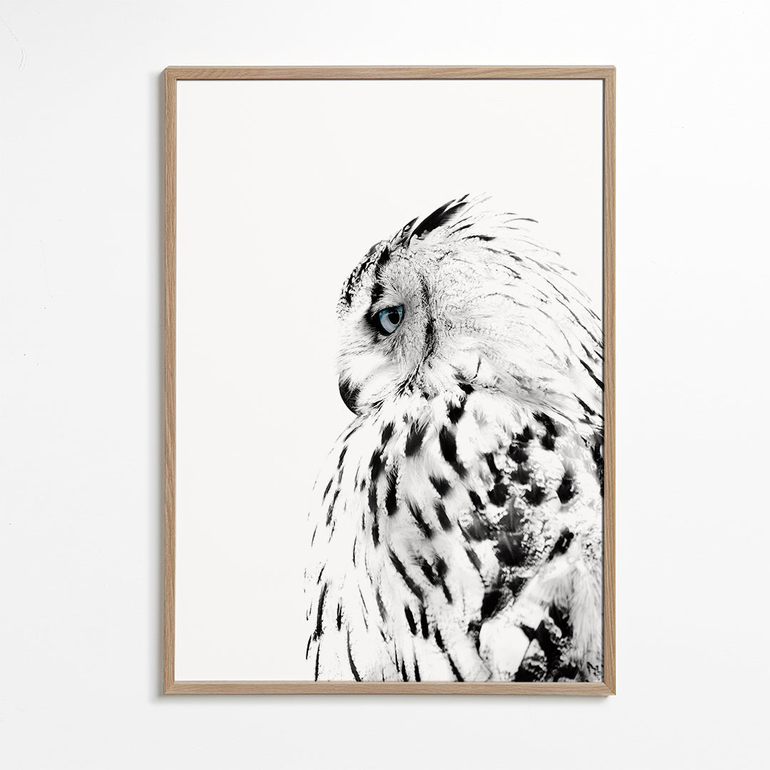 Plakat hvid ugle i profil