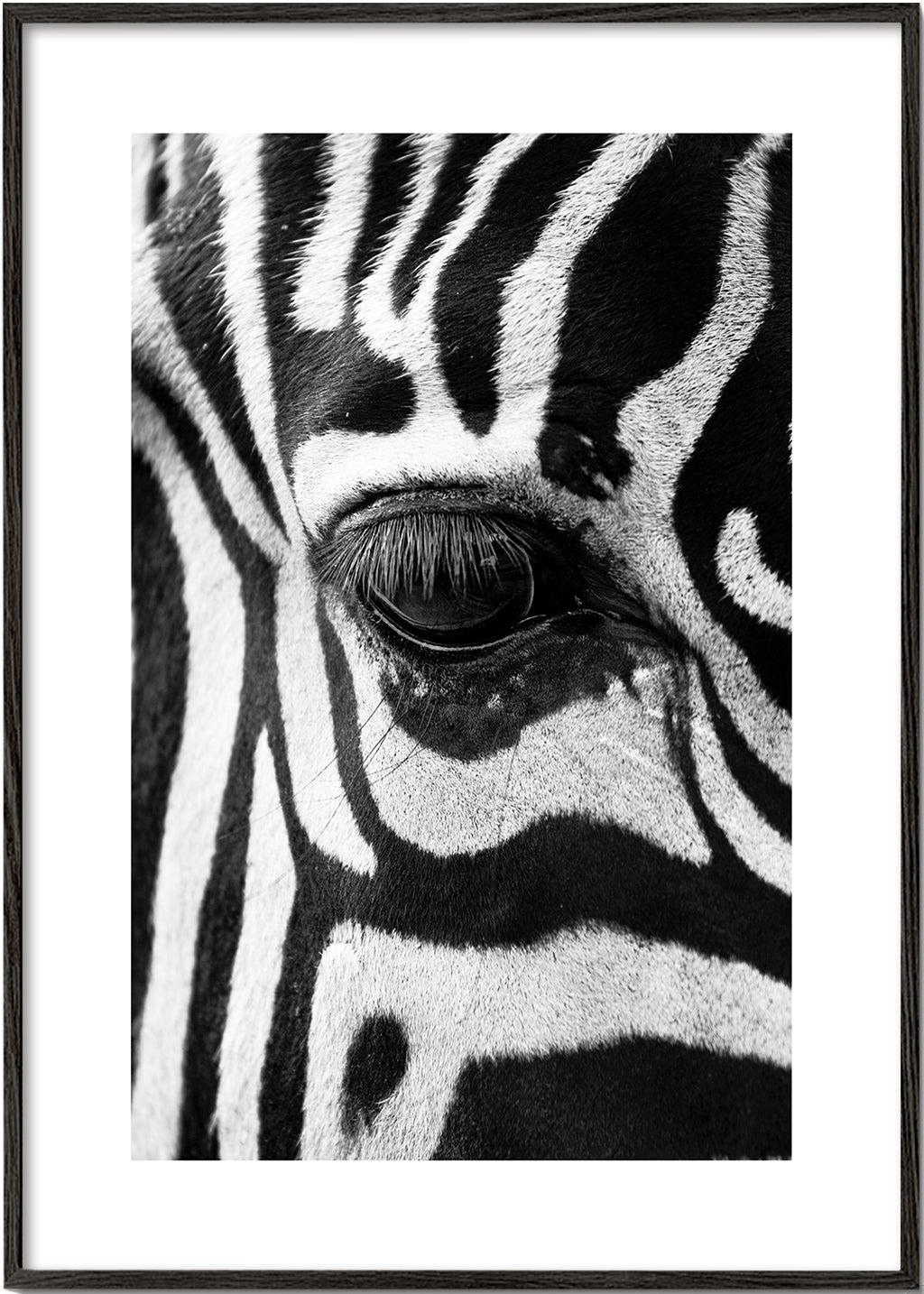 Plakat zebra nærbillede