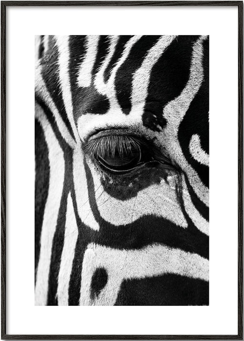 Plakat zebra nærbillede