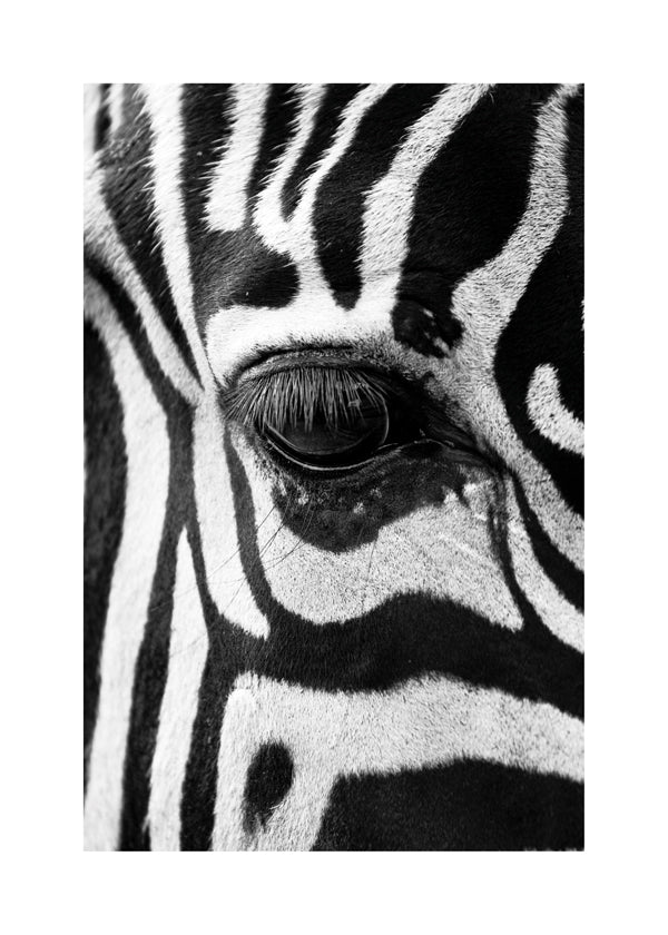Plakat zebra nærbillede