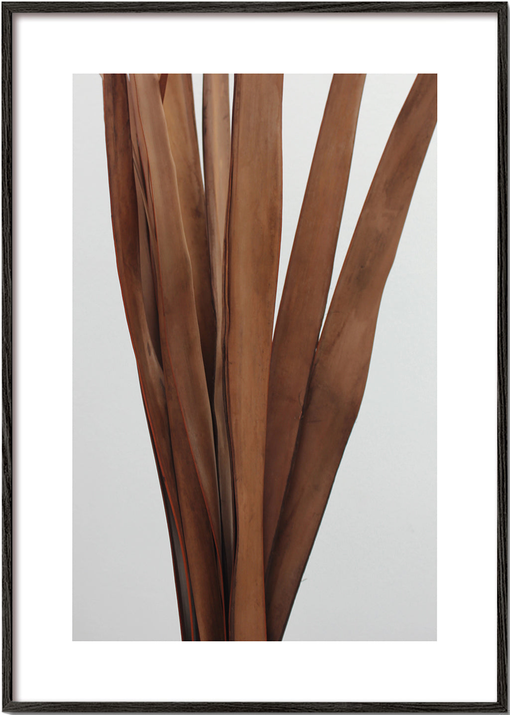 Botanisk plakat tørrede blade