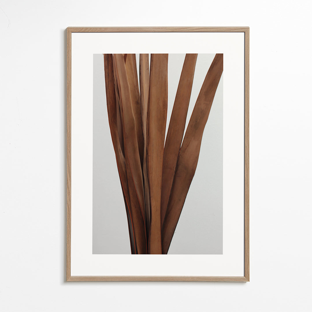 Botanisk plakat tørrede blade