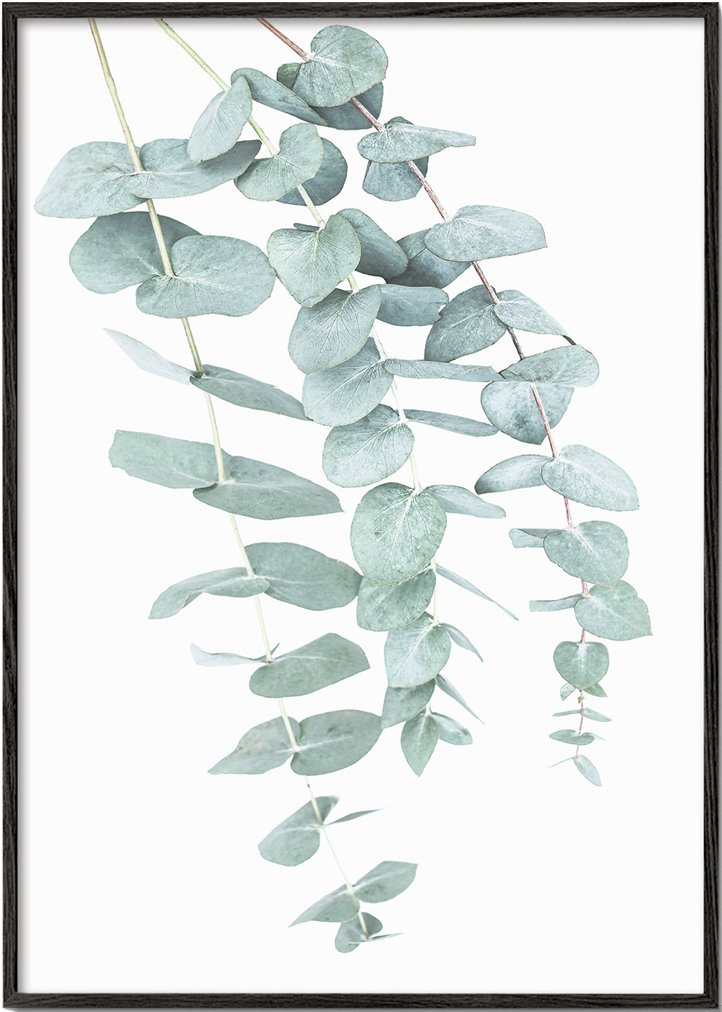 Botanisk plakat med hængende eukalyptus