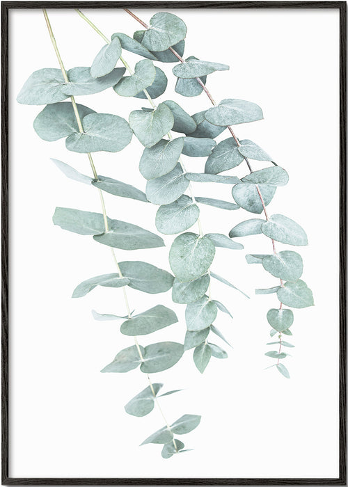 Botanisk plakat med hængende eukalyptus