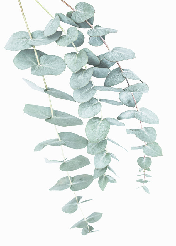 Botanisk plakat med hængende eukalyptus