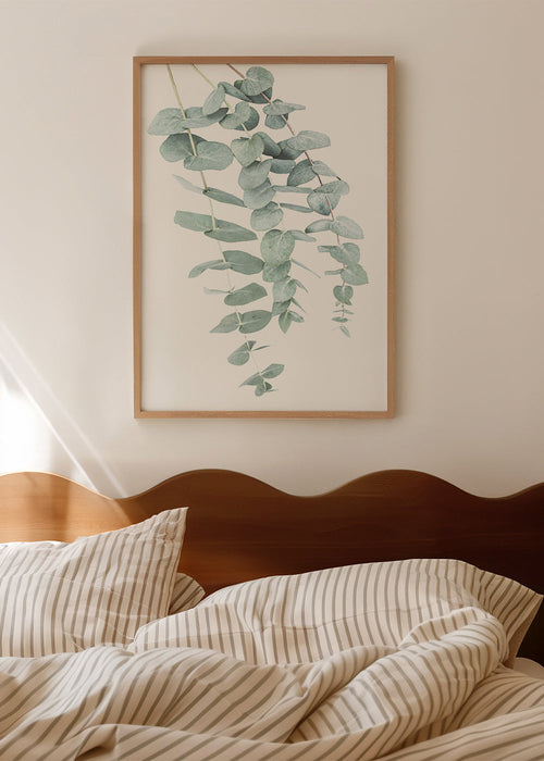 Botanisk plakat med hængende eukalyptus