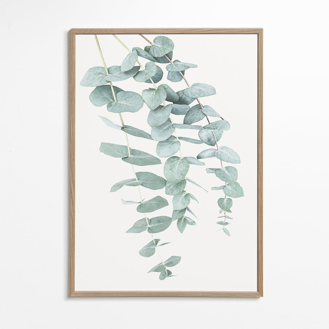 Botanisk plakat med hængende eukalyptus