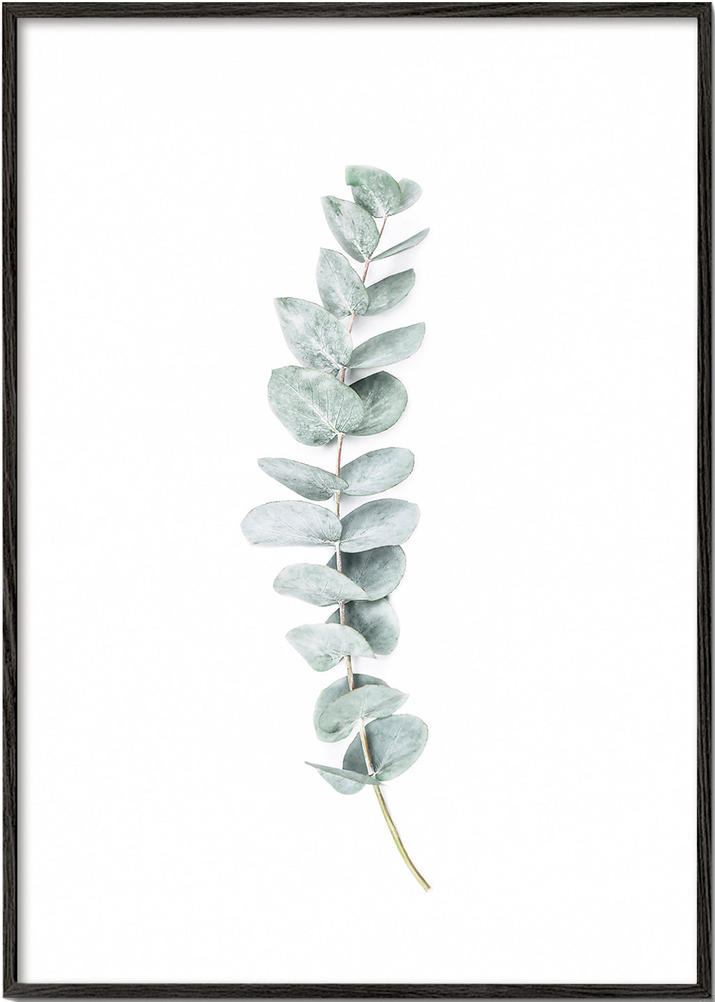 Botanisk plakat: minimalistisk eukalyptusgren