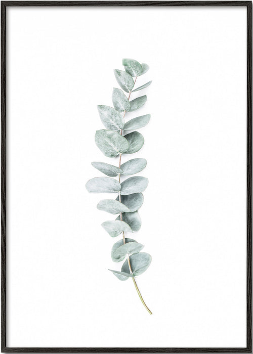 Botanisk plakat: minimalistisk eukalyptusgren
