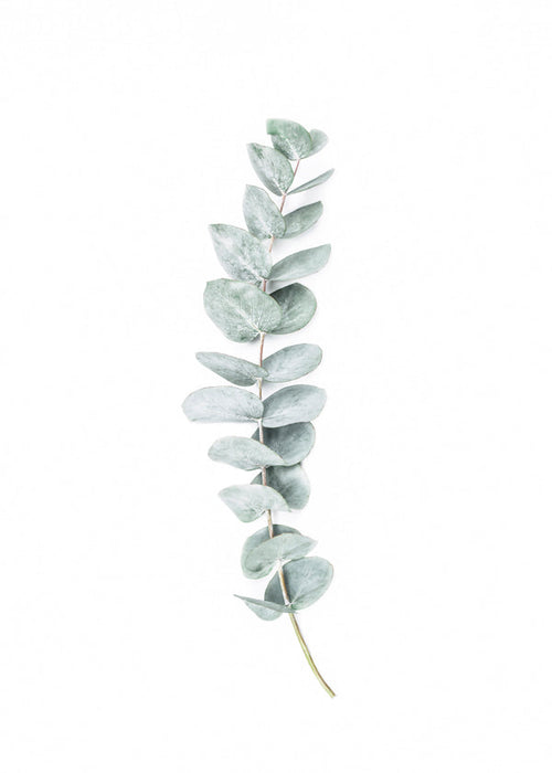 Botanisk plakat: minimalistisk eukalyptusgren
