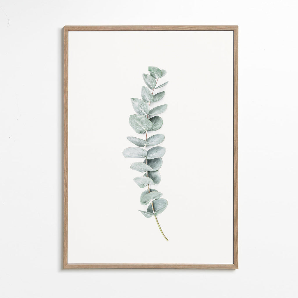 Botanisk plakat: minimalistisk eukalyptusgren