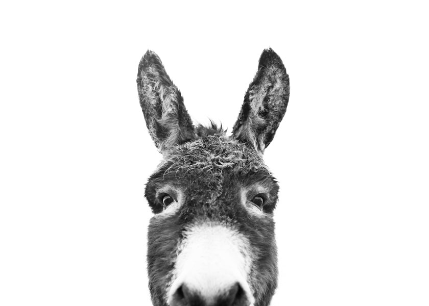 Æsel portræt i sort-hvid