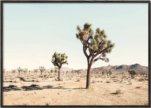 Landskabskunst med Joshua tree