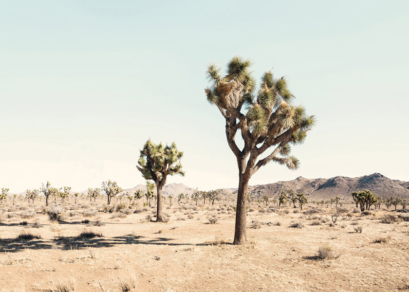 Landskabskunst med Joshua tree