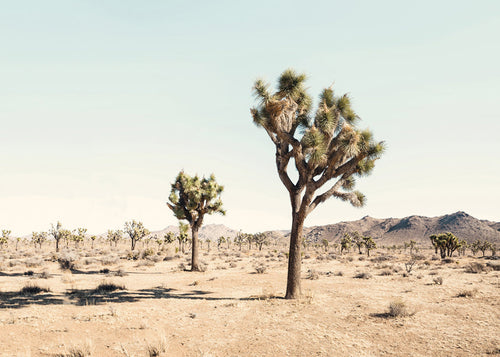 Landskabskunst med Joshua tree