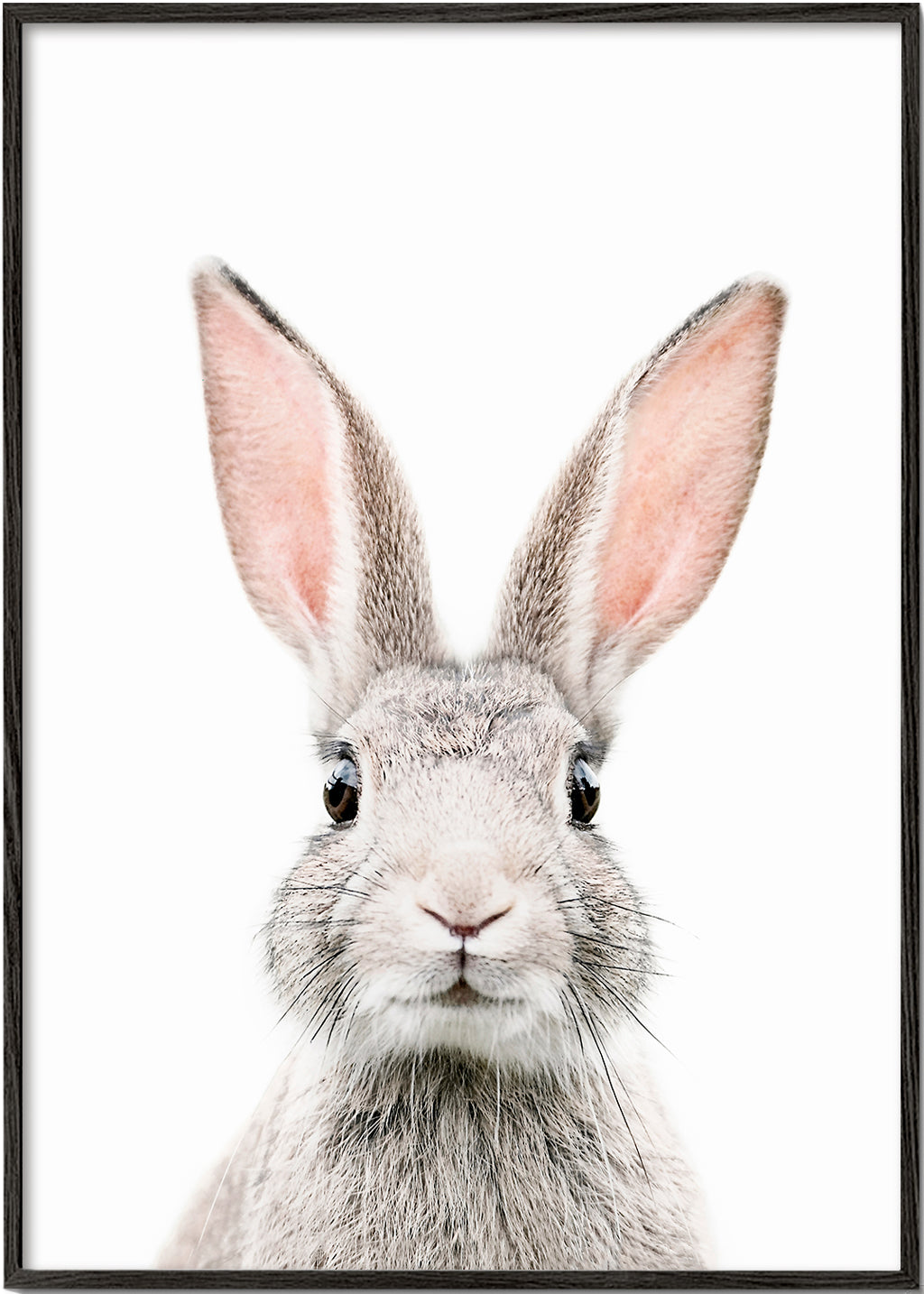 Kanin plakat minimal tæt på