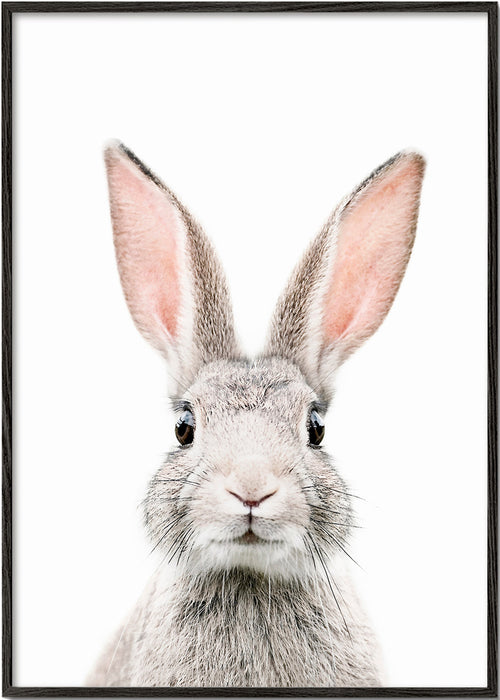 Kanin plakat minimal tæt på