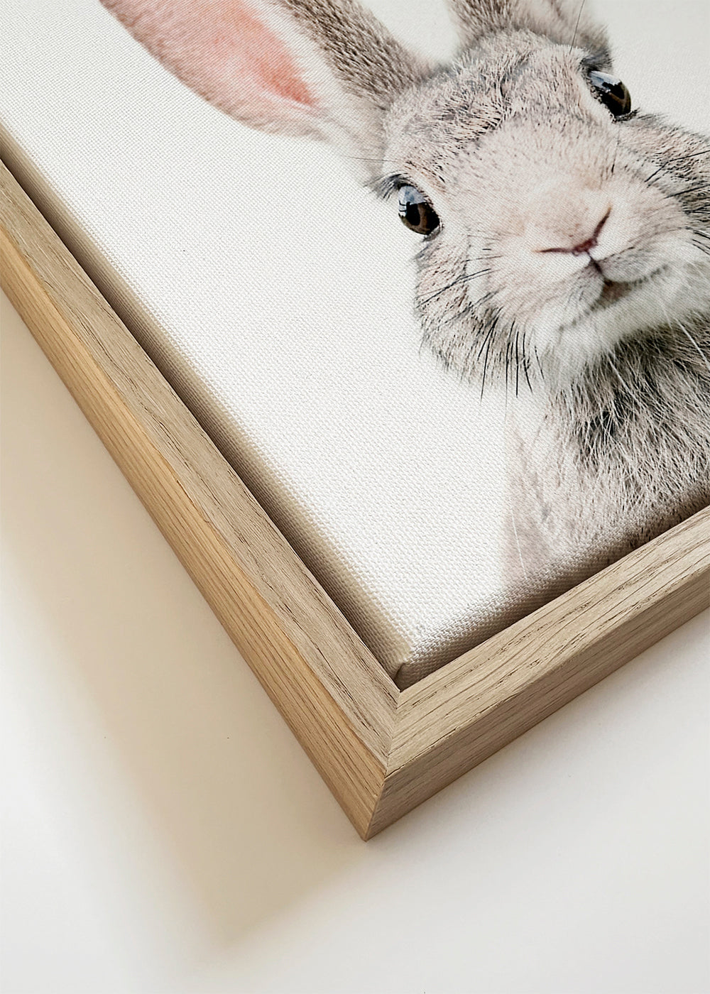 Kanin plakat minimal tæt på