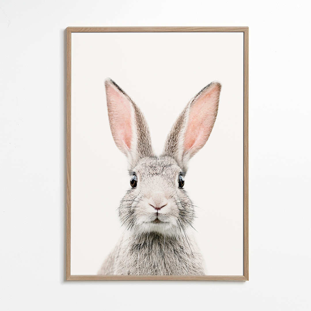 Kanin plakat minimal tæt på