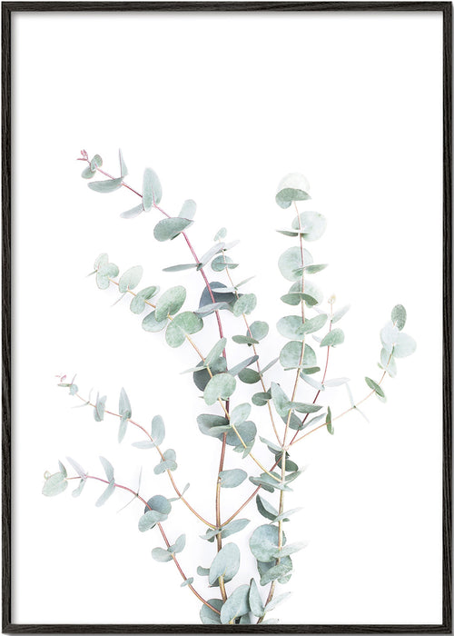 Botanisk plakat: eukalyptusgren på hvid baggrund