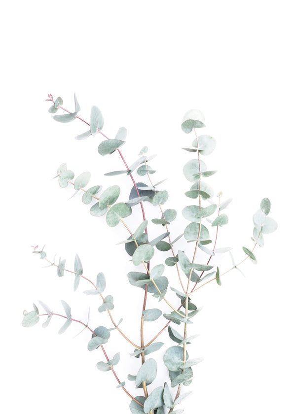 Botanisk plakat: eukalyptusgren på hvid baggrund