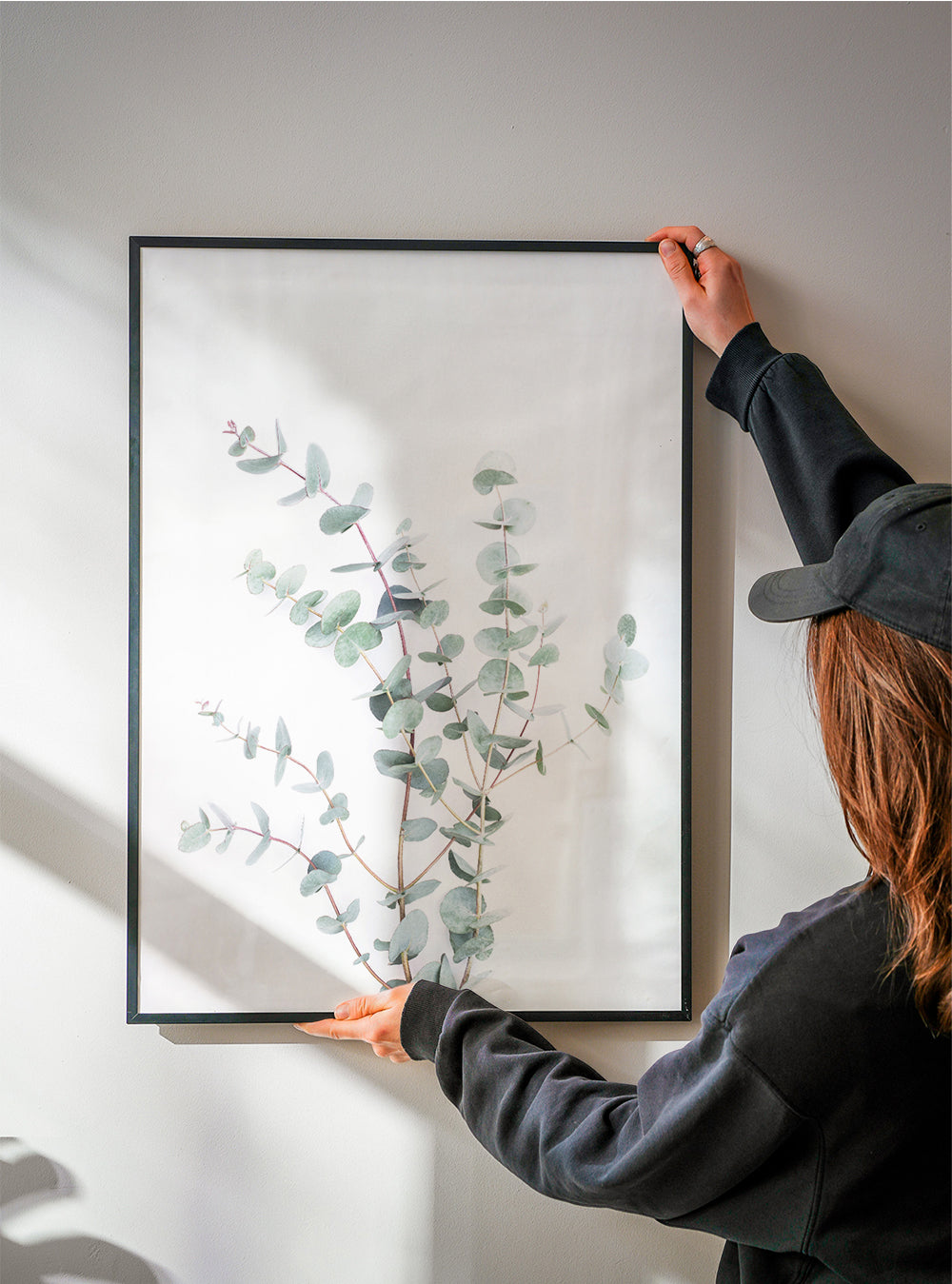 Botanisk plakat: eukalyptusgren på hvid baggrund