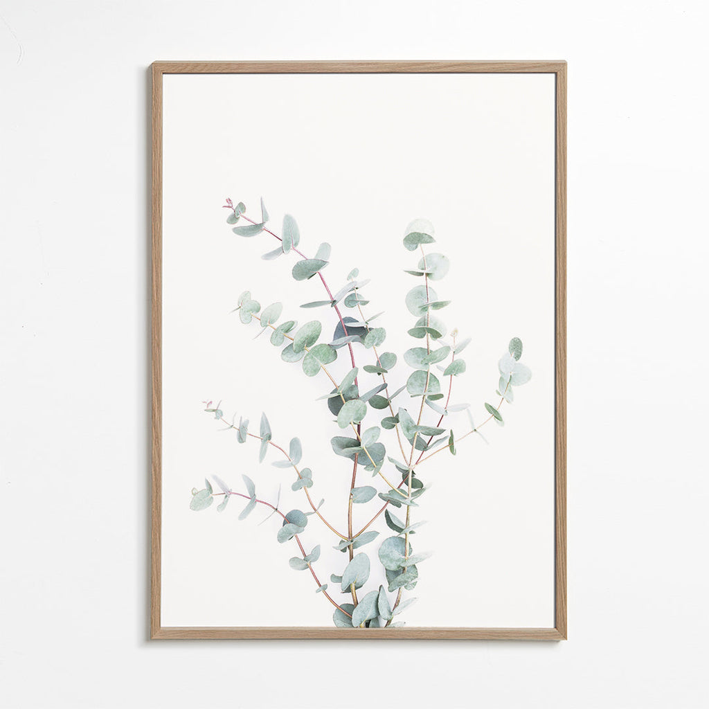Botanisk plakat: eukalyptusgren på hvid baggrund