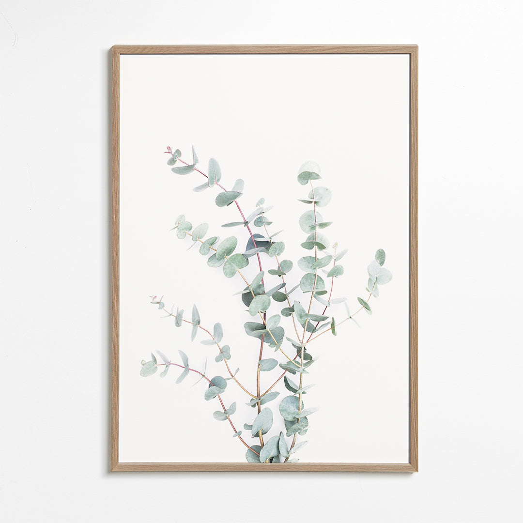 Botanisk plakat: eukalyptusgren på hvid baggrund