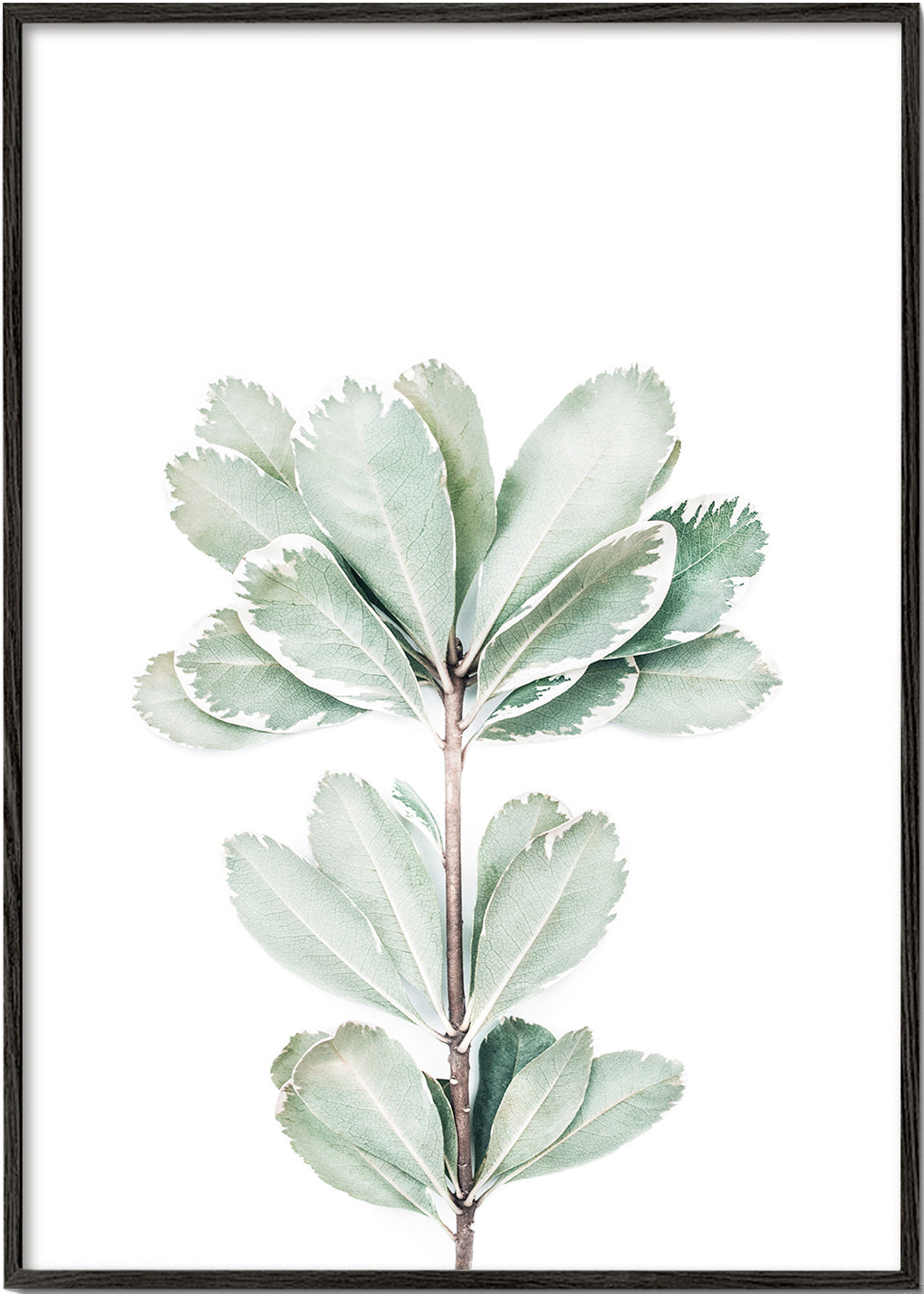 Botanisk plakat med isoleret kviste