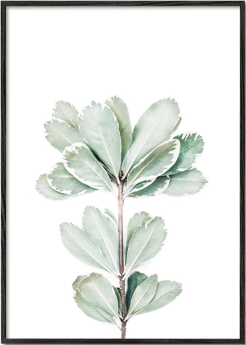 Botanisk plakat med isoleret kviste