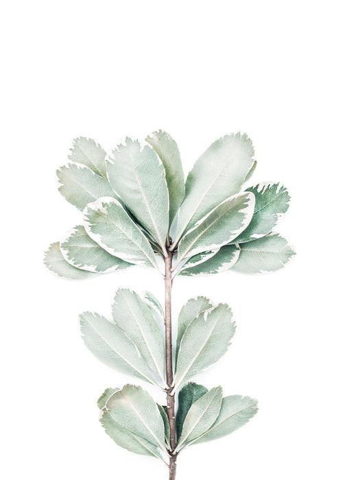 Botanisk plakat med isoleret kviste