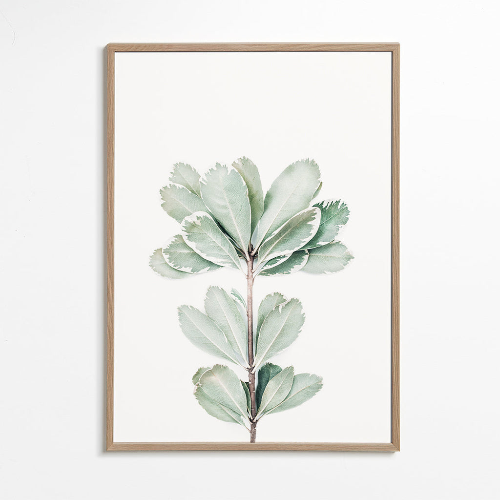 Botanisk plakat med isoleret kviste
