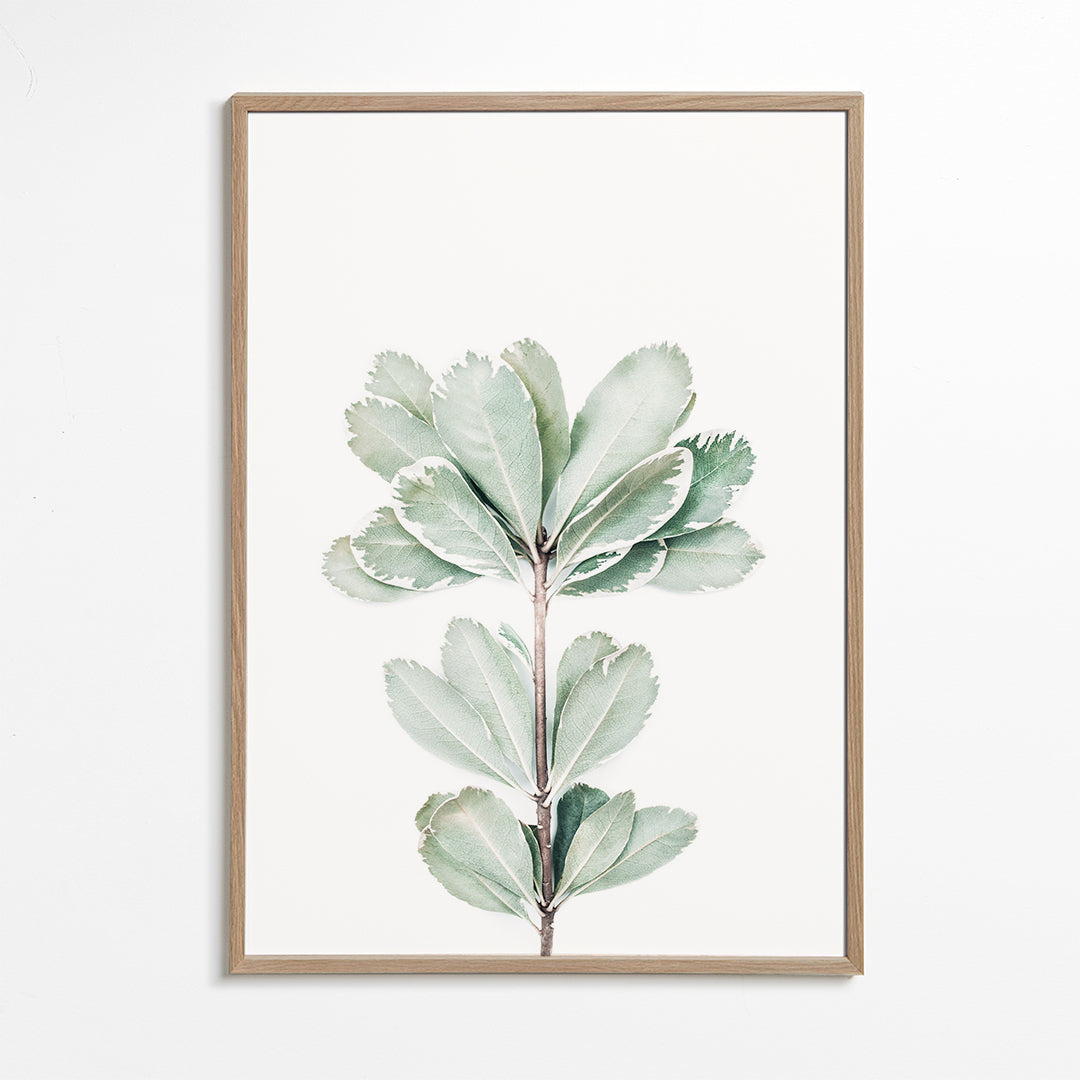 Botanisk plakat med isoleret kviste