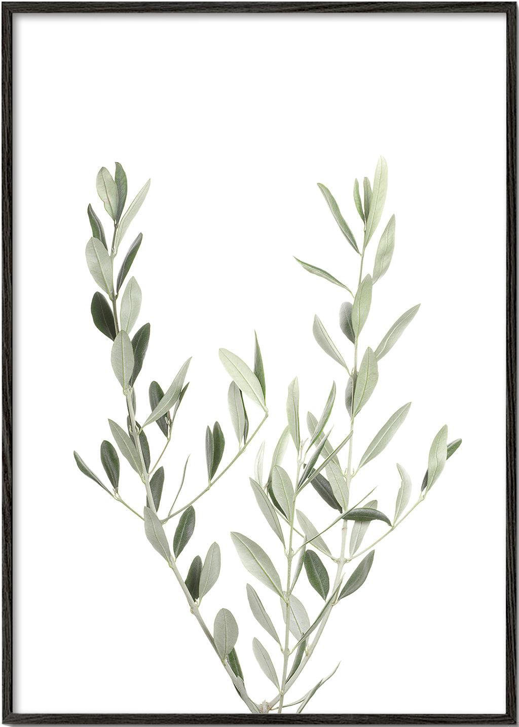 Botanisk plakat olivengren minimal