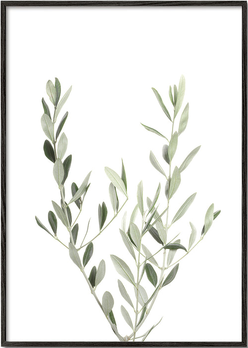 Botanisk plakat olivengren minimal