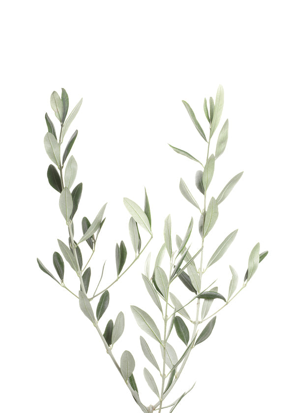 Botanisk plakat olivengren minimal