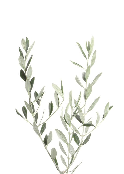 Botanisk plakat olivengren minimal