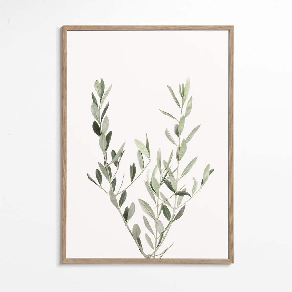 Botanisk plakat olivengren minimal