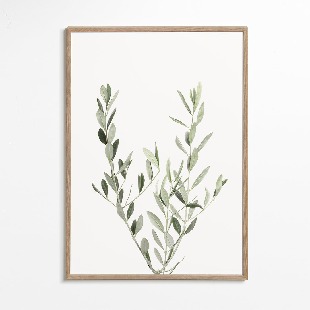 Botanisk plakat olivengren minimal