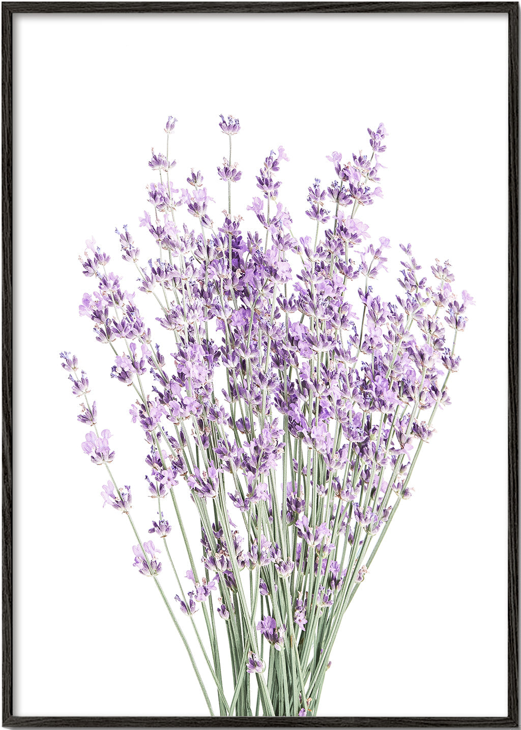 Botanisk plakat: lavendelbuket