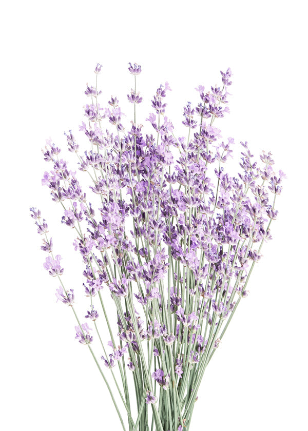 Botanisk plakat: lavendelbuket