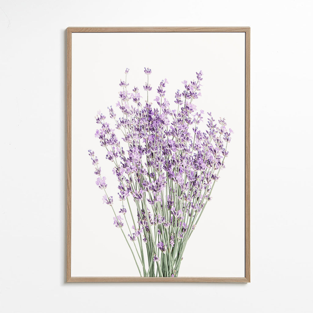 Botanisk plakat: lavendelbuket