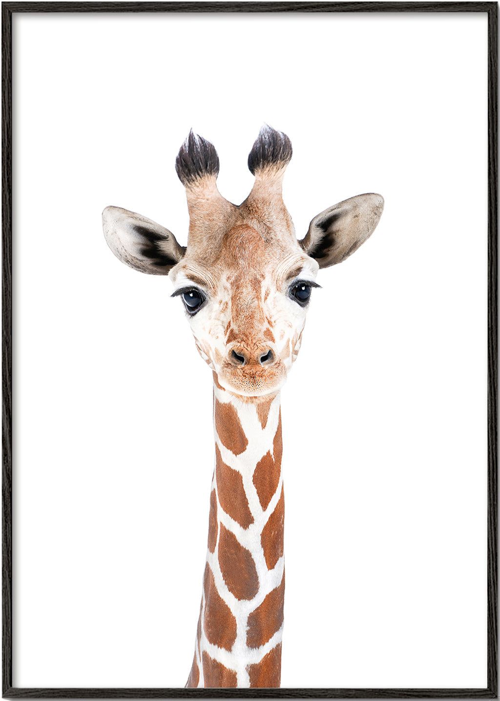 Plakat giraff portræt på hvid baggrund