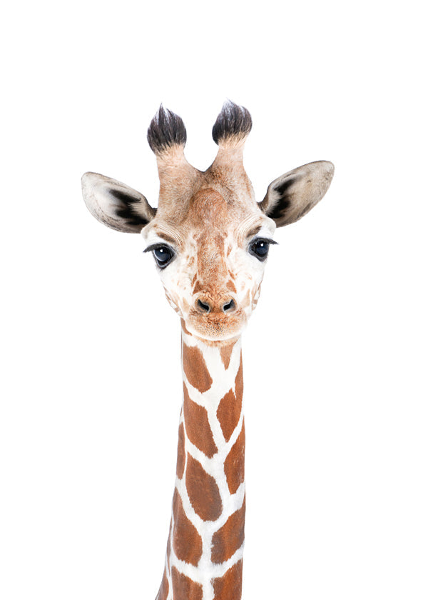 Plakat giraff portræt på hvid baggrund